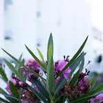 Zeus فندق Kéfalos