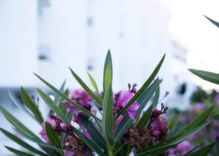 Zeus Hotel Kefalos (Kos)